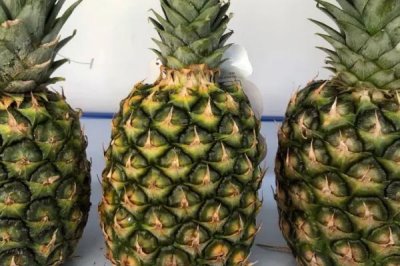 菠萝与菠萝蜜有什么区别,菠萝属于凤梨科、菠萝蜜属于桑科