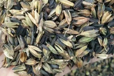 羊胡子草种子如何挑选,要选择健康饱满、无霉菌的种子