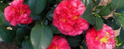 花朵大的茶花品种,有的品种花径可达15厘米