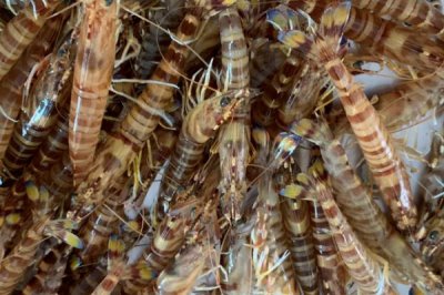 对虾的品种，常见品种有中国对虾、斑节对虾和日本对虾等