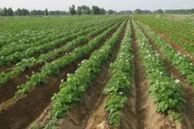 河南秋季何时适合种植土豆,一般为8-9月份