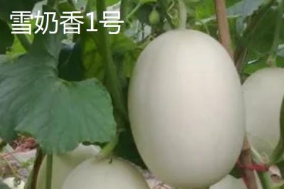 甜瓜品种推荐,是夏季消暑水果