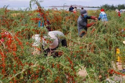 种植枸杞的效益，利润可观且前景广阔