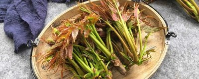 椿芽的选购技巧，在四月初中旬时购买为佳