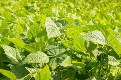 怎么防治绿豆轮纹病,播种前可深翻土壤、撒施石灰