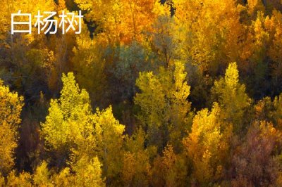 学校的树木有哪些,白杨树、柳树、杜鹃花等品种较常见