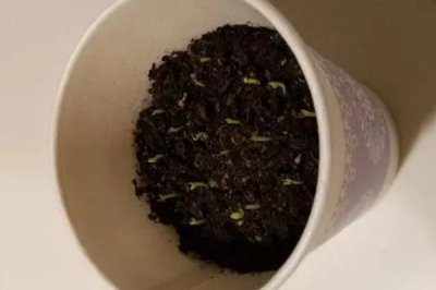龙功果简介,是一种生长在泰国南部湿热地区的水果