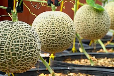 哈密瓜增产方法,整蔓摘心有助于促花保果、提高产量