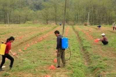 中药材使用什么除草剂,通常以苗后除草剂为主