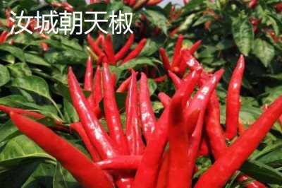湖南汝城县的特产，素有“鸡鸣三省，水注三江”之美誉