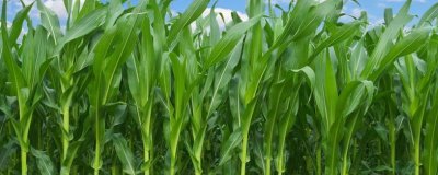 新青玉666(区试名称：新中玉青贮1号)玉米种子介绍，生育期113天