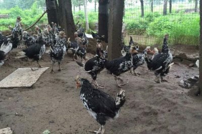 养殖贵妃鸡需要什么环境,需提供充足的光照、保持适宜的温湿度