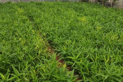 空心菜间距多少合适，行株距20×15cm左右