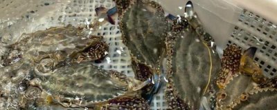 梭子蟹能人工养殖吗,梭子蟹通常可以人工养殖