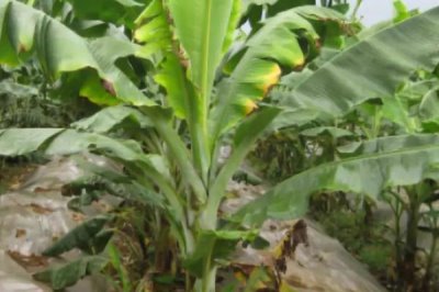 香蕉怎么施肥,生长期需多次施用化肥