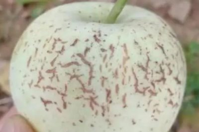 苹果为什么会出现裂纹，通常是因为患有苹果裂纹病