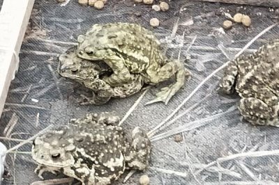 蟾蜍如何安全越冬,进入冬眠时加强营养