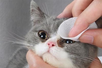 猫咪眼睛发炎的症状,会出现流眼泪的情况