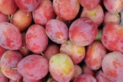 西梅的产地，原产于法国西南部