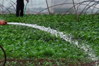 大棚蔬菜浇水技巧,谨记这四点