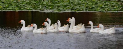 白鹅还是灰鹅比较好养,灰鹅比白鹅好养