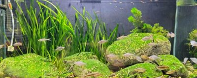 鱼缸的水会变绿的原因,可能是光照过多或过度施肥等