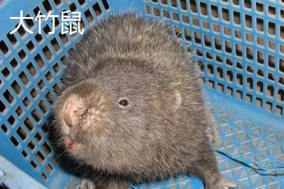 竹鼠一年可以生多少胎，通常可产下2-4胎