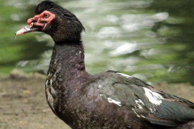 光鸭和番鸭哪个好，是同一品种没有好坏之分