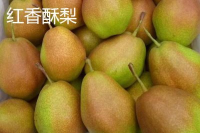 香梨的品种,不同品种的成熟时间不同