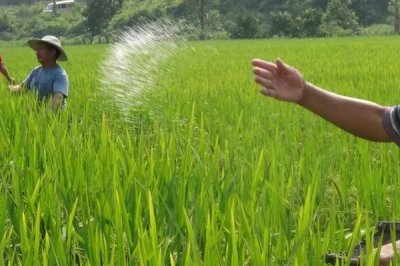 怎么对晚稻使用钾肥,亩施5-12公斤钾肥为宜