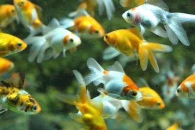 小金鱼吃什么能延长存活时间,不同生长阶段需要的食物有区别