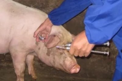 母猪产后不吃食如何治疗，便秘引起的可加入适量的植物油