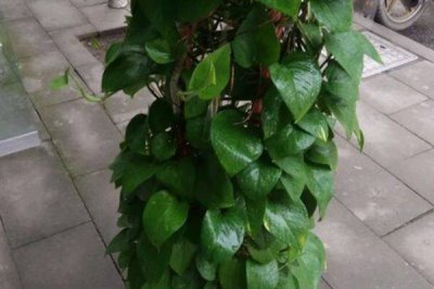 什么是绿萝,是天南星科麒麟叶属植物