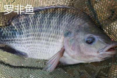 3号丸世钩能钓多大鱼,适合钓2两至半斤的鱼