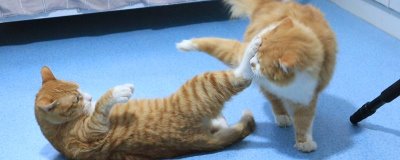 公猫打架应该怎么处理,需要及时制止