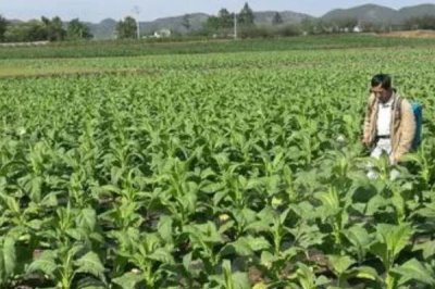 烟草害虫如何产生抗药性,主要原因是长期使用单一农药