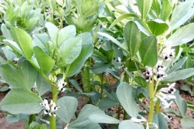 蚕豆春季倒伏防治方法,需合理密植、适时打顶等