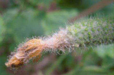 黄瓜灰霉病症状及危害,多从开败的雌花侵入