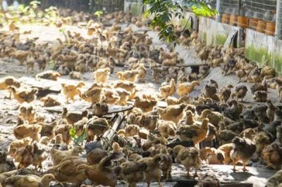 小鸡感冒的症状,主要表现为流鼻涕和绒毛疏松