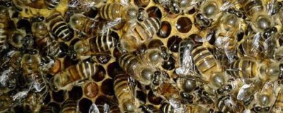 蜜蜂怎样安全过冬,一定要保证充足的食物