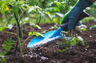 钾肥的作用,可以有效促进作物的光合作用