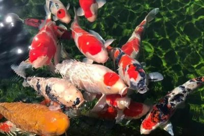 锦鲤鱼嘴唇溃烂的原因，可能是受伤后没有及时医治所致