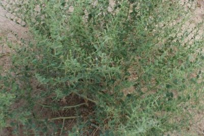 常见的荒漠植物有哪些，光棍树、仙人掌和沙柳都具代表性