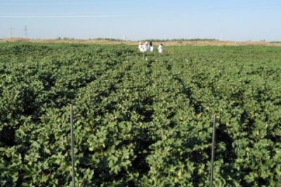 棉花田病虫害防治方法，针对不同的病虫害采用不同的防治方法