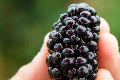 种植树莓的利润,夏果型品种的亩收益为4000元左右