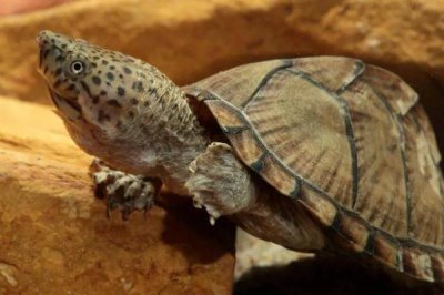 剃刀龟水位多少合适,不同生长阶段的适合水位不同