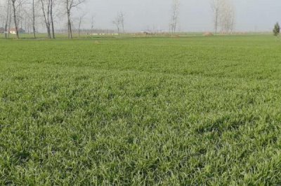 一亩地长宽是多少米,只需长乘宽等于667平方米即可