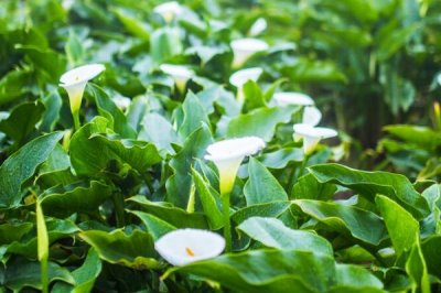 海芋怎么繁殖，常用方法为扦插