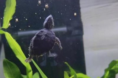 麝香龟要加温吗,养殖麝香龟要在冬季加温