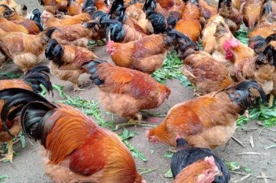 禽类呼吸疾病能否从外表看出来，患病鸡会出现咳嗽、打鼾等症状